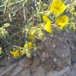 Helianthemum syriacum Flor