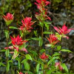 Castilleja miniata অভ্যাস