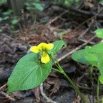 Viola glabella Hábito