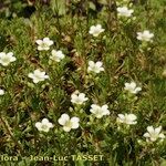 Saxifraga trifurcata Habitus