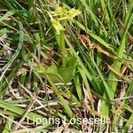 Liparis loeselii Blüte