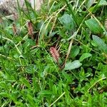 Salix reticulata Habitat