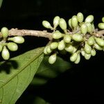 Cestrum schlechtendalii Vrucht