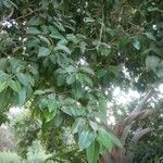 Ficus ingens Habitus