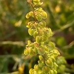 Rumex conglomeratus Vrucht