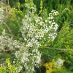 Galium albumফুল