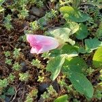 Calystegia soldanella花