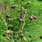 Scrophularia alpestris Květ