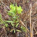 Trichodesma marsabiticum Frukt