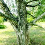 Betula pendula خشب