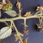 Rubus koehleri 其他