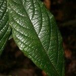 Cordia nodosa Blatt