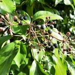 Hedera colchica Fruit