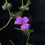 Geranium polyanthes Kvet