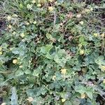 Medicago lupulina Habitus