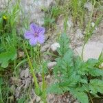 Erodium gruinum عادت داشتن