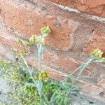 Pseudognaphalium luteoalbum Flower