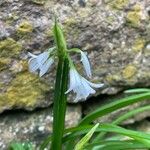 Allium triquetrum Λουλούδι