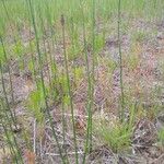 Equisetum laevigatum পাতা