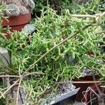 Rhipsalis cereuscula Hoja