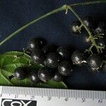 Sicydium schiedeanum Fruit