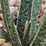 Aloe albiflora Folla