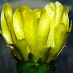 Opuntia ficus-indica Floare