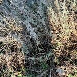 Artemisia absinthium Leaf