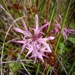 Lychnis flos-cuculi Blüte