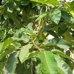 Dipterocarpus obtusifolius ഇല