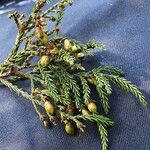 Dacrycarpus vieillardii Hábito