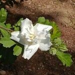 Hibiscus syriacus Цветок