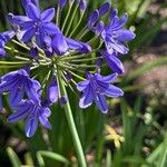 Agapanthus campanulatus Fiore