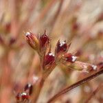 Juncus capitatus Плід