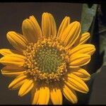 Wyethia angustifolia Flower