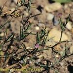 Dianthus nudiflorus عادت داشتن