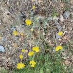 Helichrysum saxatile Ліст