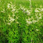 Filipendula ulmaria Агульны выгляд