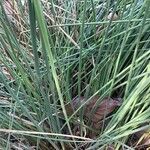 Juncus subulatus Leaf