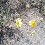 Encelia canescens Blad