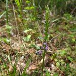 Hemipilia cucullata Kvet