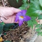 Thunbergia erectaFleur