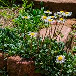 Bellium bellidioides Habit