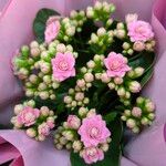 Kalanchoe blossfeldiana Flower