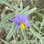 Solanum elaeagnifoliumFlower