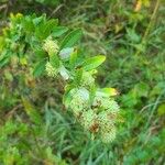 Lespedeza capitata Φρούτο