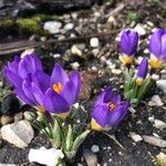 Crocus sieberi Blomst