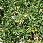 Sesuvium portulacastrum Tervik taim
