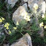 Linaria supina Vekstform