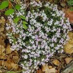 Houstonia rubra 花